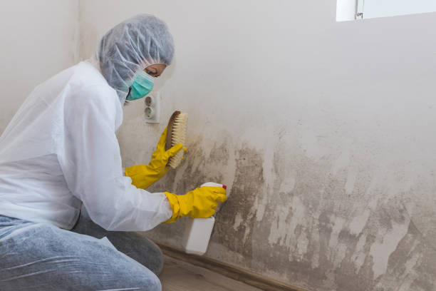 Best Mold Remediation for Healthcare Facilities in USA